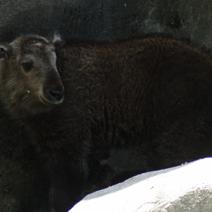 May. 2017 - Wildlife Canyon - Meg