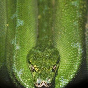 Apr. 2017 - Reptile House - Green Tree Python