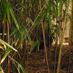 A palawan peacock-pheasant (Polyplectron napoleonis)