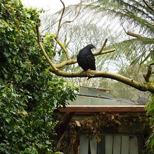 A Nicobar pigeon (Caloenas nicobarica)