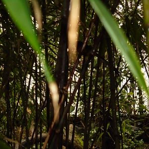 A male White-rumped shama (Copsychus malabaricus)