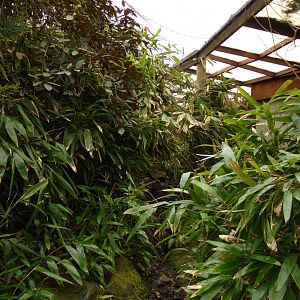 Example of Foliage in the Jewels of the Forest