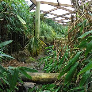 Example of Foliage in the Jewels of the Forest