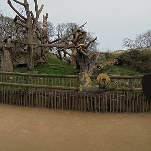 Spectacled bear exhibit