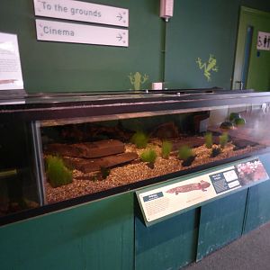 Mudpuppy Exhibit