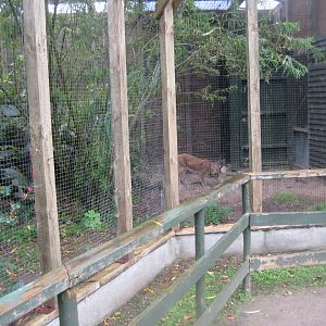 Glad Zoo - Lynx exhibit