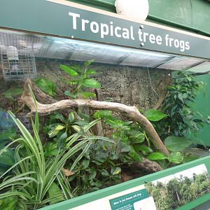 Amazon Milk Frog Vivarium