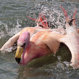 James' Flamingo/Puna Flamingo