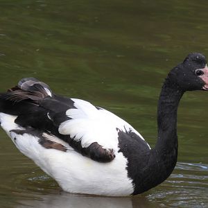 MAGPIE GOOSE!!!