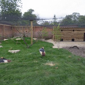 View of Crowned Crane, Dik-Dik and Turaco Aviary