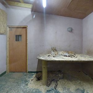Indoor Cheetah Exhibit