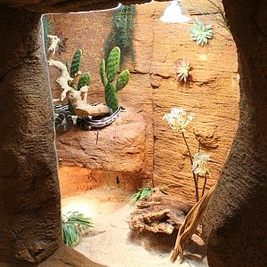 Enclosure Californian kingsnake