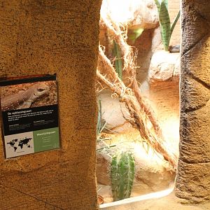 Enclosure Desert iguana