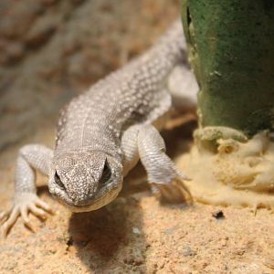 Desert iguana
