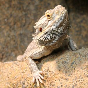 Bearded dragon