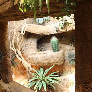 Enclosure Bearded dragon