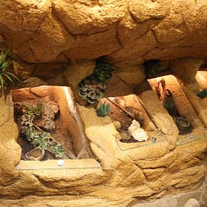 Invertebrates enclosures