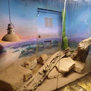 Gila Monster Exhibit