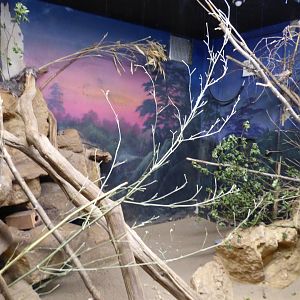 Turkish Spiny Mouse Exhibit