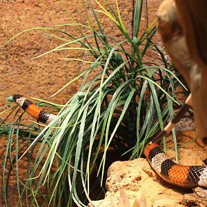 Pueblo milksnake