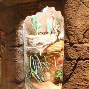 Enclosure Pueblo milksnake