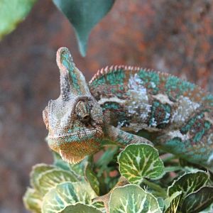 Veiled chameleon