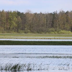 Various Waders, Mostly Ruffs - Beibrza National Park