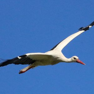 White Stork - Beibrza National Park