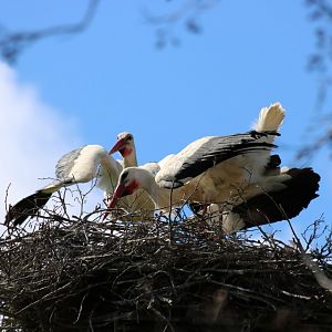 White Storks Displaying - Beibrza National Park