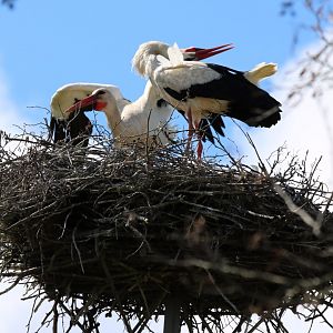 White Storks Displaying - Beibrza National Park