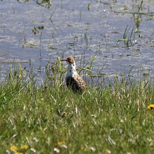 Ruff - Beibrza National Park