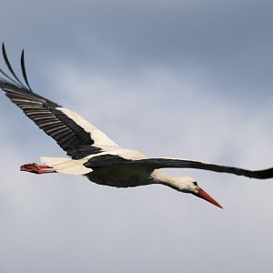 White Stork - Beibrza National Park
