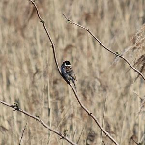 Reed Bunting - Beibrza National Park