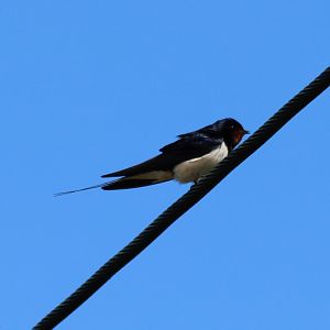 Barn Swallow - Beibrza National Park