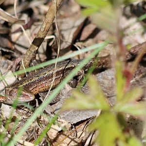 Viviparous Lizard - Beibrza National Park