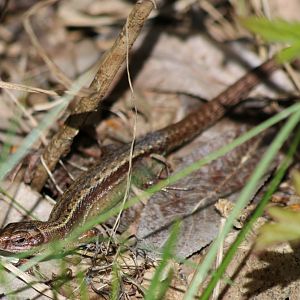 Viviparous Lizard - Beibrza National Park