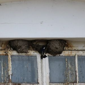 House Martin and Nests - Beibrza National Park