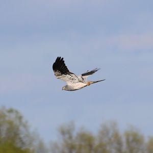 Media 'Montagu's Harrier' in category 'Poland - Wildlife'