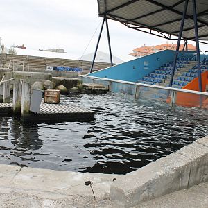 Tribune Seal - Sea-lion show