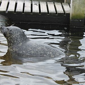 Harbour seal