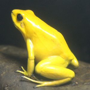 Phyllobates terribilis