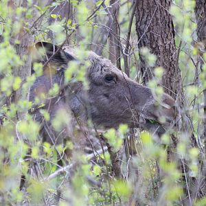 Media 'Elk (Moose) - Biebrza National Park' in category 'Poland - Wildlife'