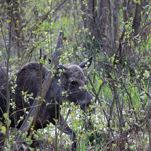 Elk (Moose) - Biebrza National Park