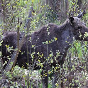 Elk (Moose) - Biebrza National Park