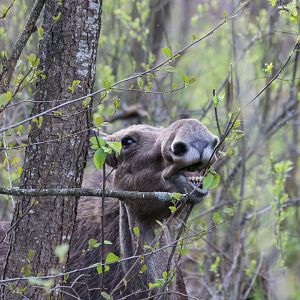 Elk (Moose) - Biebrza National Park