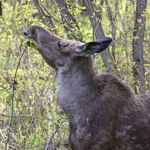 Elk (Moose) - Biebrza National Park