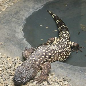 Beaded lizard