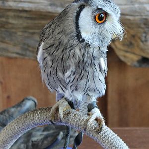 White-faced scops owl