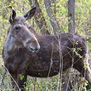 Elk (Moose) - Beibrza National Park