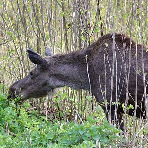 Elk (Moose)  - Beibrza National Park